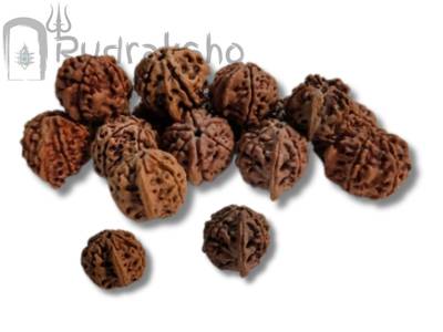 Ganesh Rudraksha from Nepal